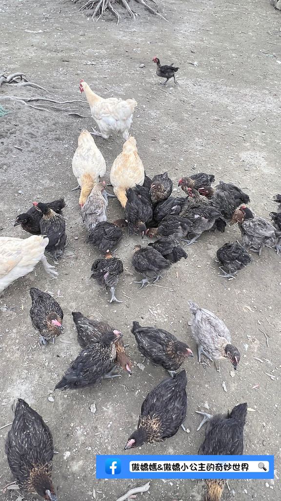 《親子景點》免費餵小小動物/體驗撿雞蛋/親子農場/戶外景點/ 《親子景點》免費餵小小動物/體驗撿雞蛋/親子農場/戶外景點/