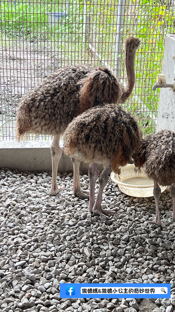 《親子景點》免費餵小小動物/體驗撿雞蛋/親子農場/戶外景點/ 《親子景點》免費餵小小動物/體驗撿雞蛋/親子農場/戶外景點/