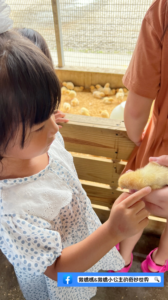 《親子景點》免費餵小小動物/體驗撿雞蛋/親子農場/戶外景點/ 《親子景點》免費餵小小動物/體驗撿雞蛋/親子農場/戶外景點/