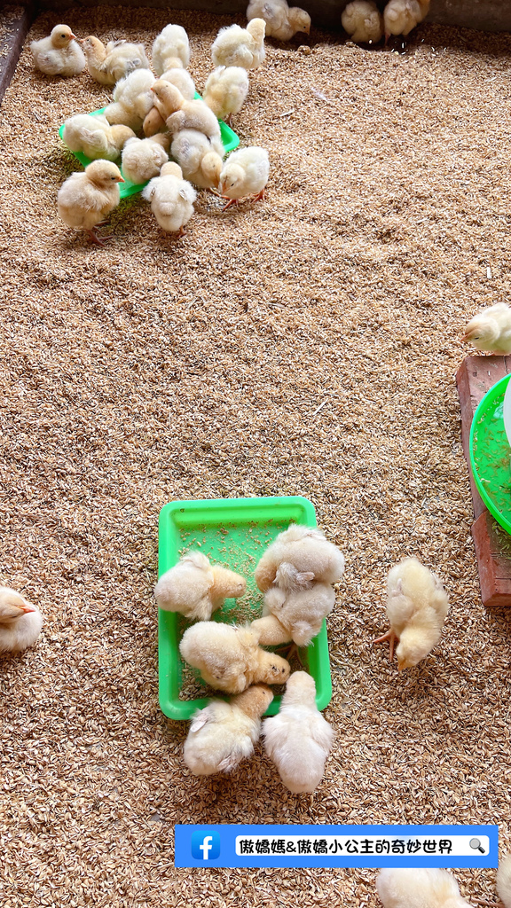 《親子景點》免費餵小小動物/體驗撿雞蛋/親子農場/戶外景點/ 《親子景點》免費餵小小動物/體驗撿雞蛋/親子農場/戶外景點/