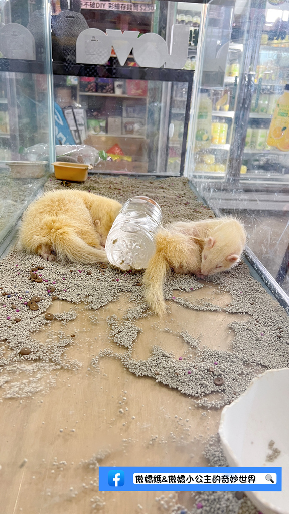 《親子景點》免費餵小小動物/體驗撿雞蛋/親子農場/戶外景點/ 《親子景點》免費餵小小動物/體驗撿雞蛋/親子農場/戶外景點/