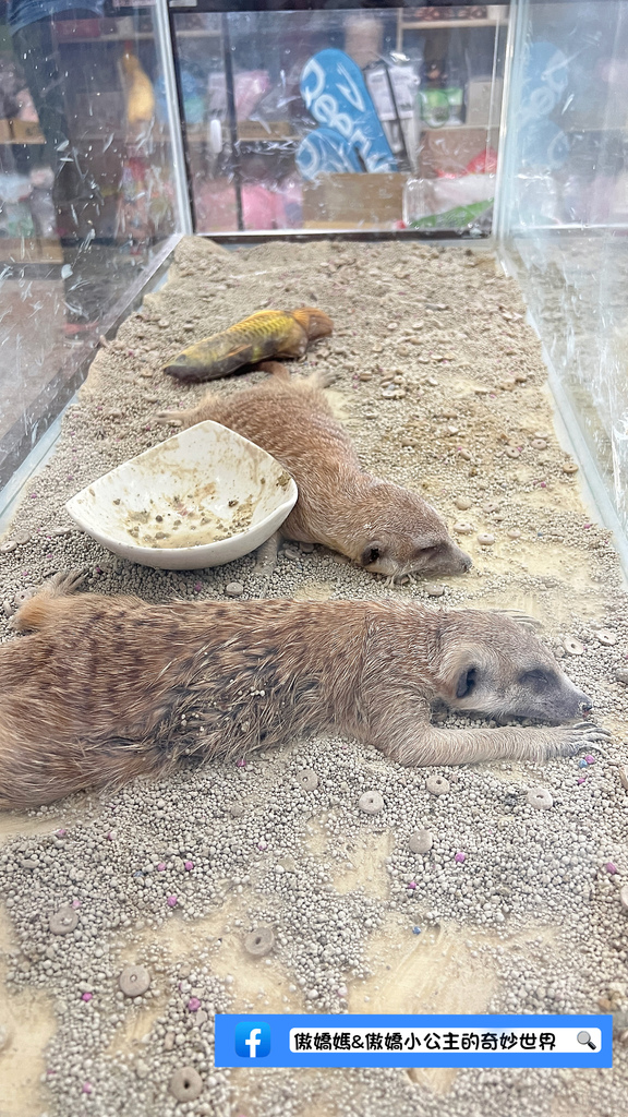 《親子景點》免費餵小小動物/體驗撿雞蛋/親子農場/戶外景點/ 《親子景點》免費餵小小動物/體驗撿雞蛋/親子農場/戶外景點/