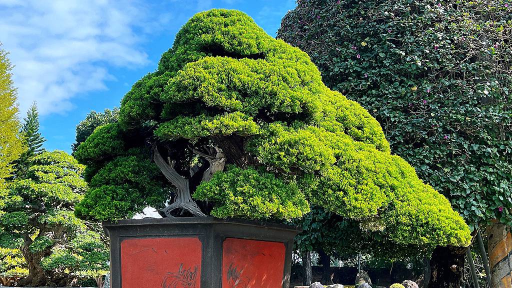 《親子景點》萬景藝苑X彎彎滑森樂園｜百元門票三代同堂｜帶你用