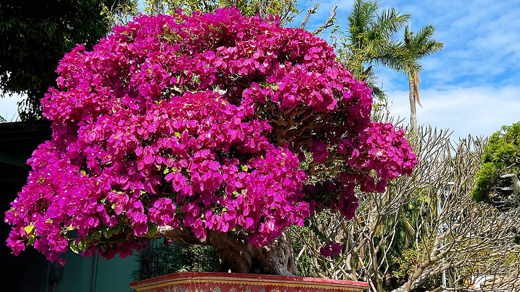 《親子景點》萬景藝苑X彎彎滑森樂園｜百元門票三代同堂｜帶你用