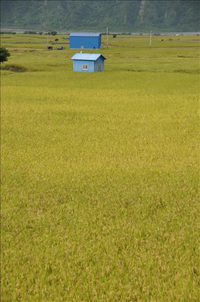 小藍屋的報告