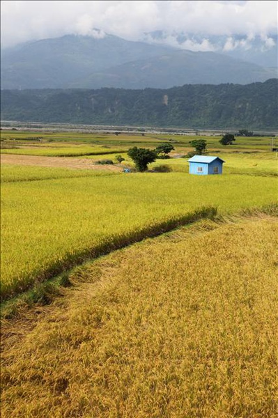 小藍屋的報告