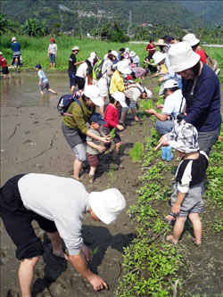 我愛一畝田「插秧祭」（即時新聞）