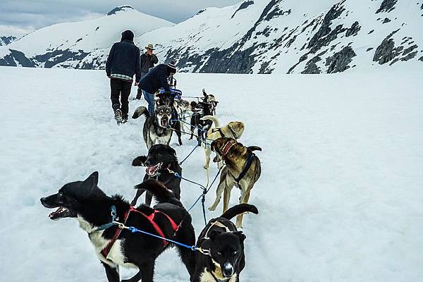 sled-dogs-363728_960_720.jpg