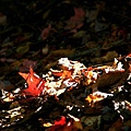 秋之落葉