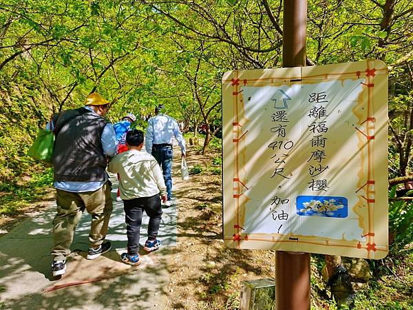 三峽一日遊｜三峽大熊櫻花林｜5甲森林 多種櫻花