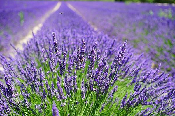 lavender-cultivation-2138398_960_720.jpg