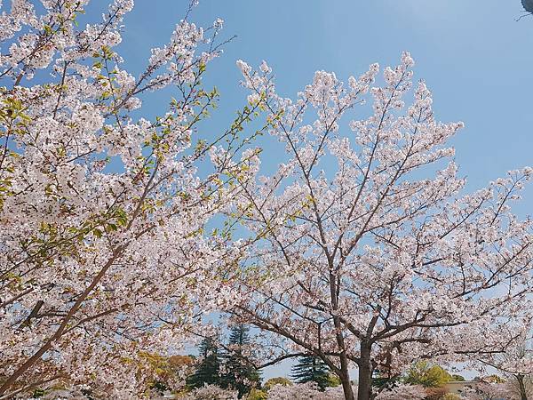 【2024粉紅髮色推薦】粉紅控請注意 不退流行的髮色 夢幻髮