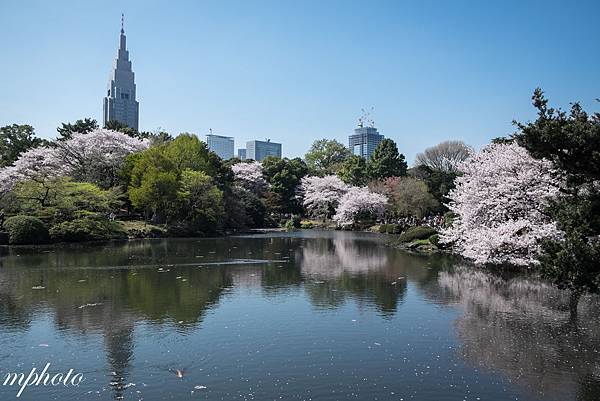 東京賞櫻 親子 自由行 新宿御苑
