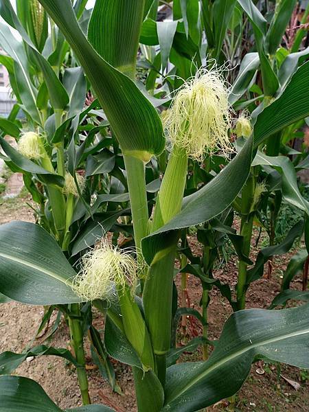 玉米雌花.jpg 玉米雌花.jpg