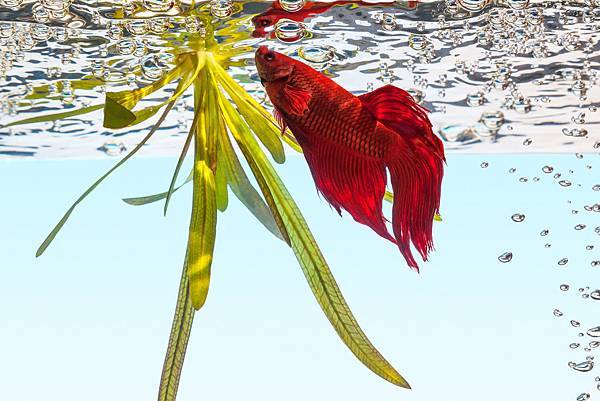 34624897_xxl.jpg 34624897_xxl.jpg