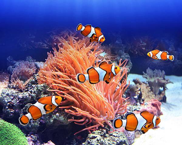 33548660_xl.jpg 33548660_xl.jpg