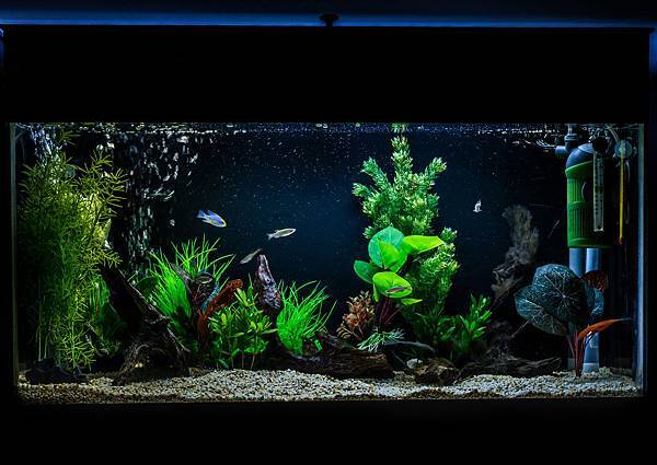 Mr Aqua 名人水族器材有限公司 恕不零售 Mr Aqua 名人水族器材有限公司 恕不零售