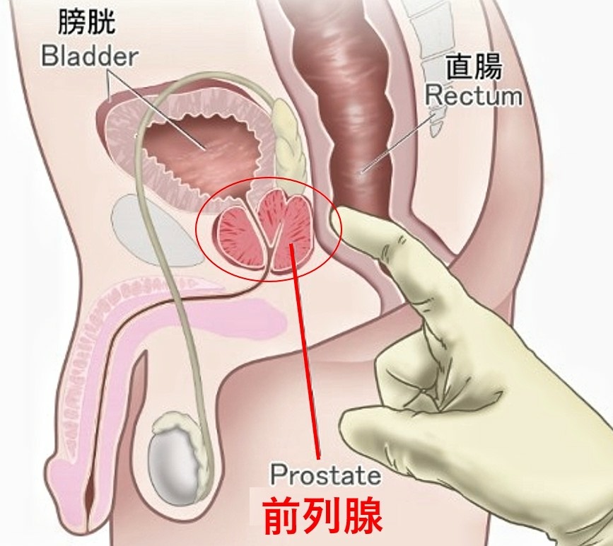 前列腺位置