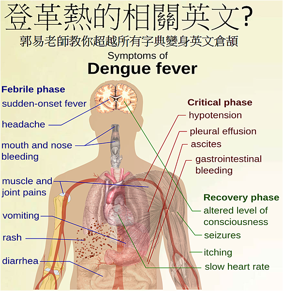 登革熱相關英文 人體