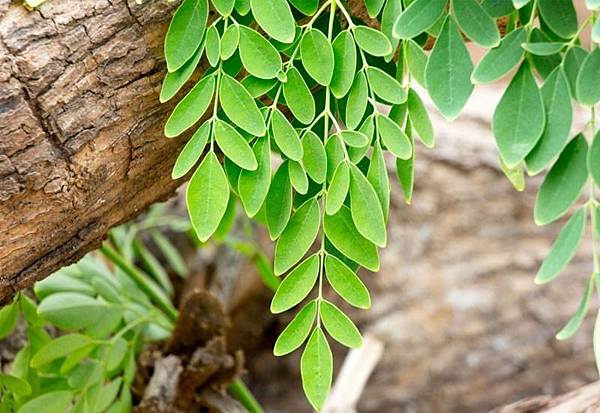 Aduna_Moringa_Leaves.jpg