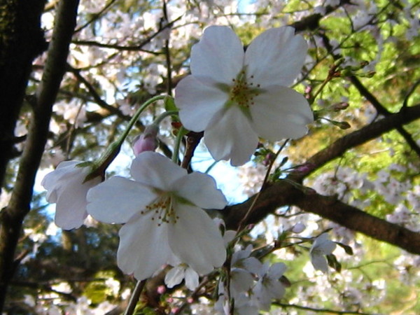 染井吉野櫻