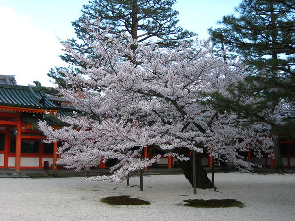 神樂殿旁的櫻花