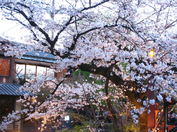 黃昏時的祇園白川