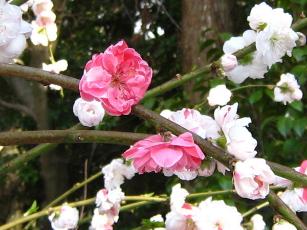 雙色桃花喔