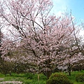 京都府立植物園