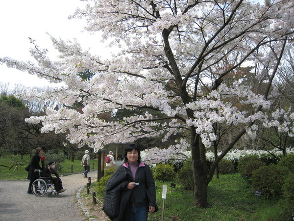 MIA與白色櫻花