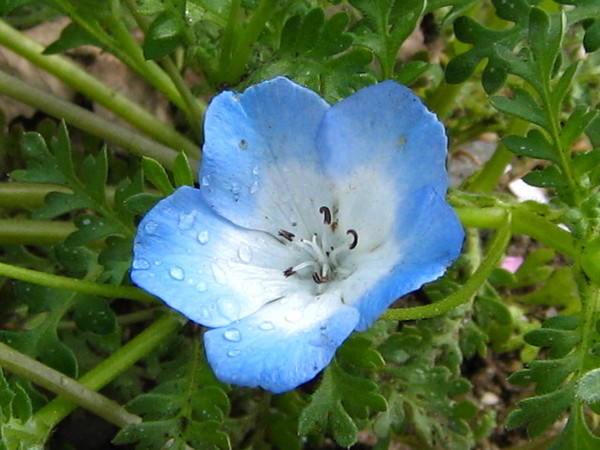 藍色小花