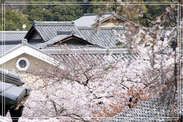 清水寺和服變裝2010_0406_095037.jpg