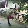 麥積山石窟下雨穿雨衣的馬