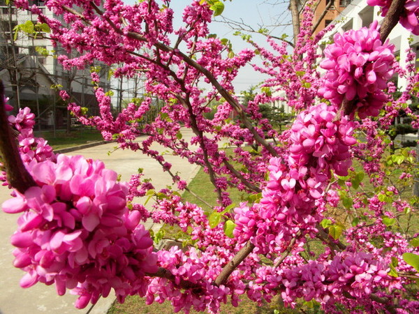 滿滿的花