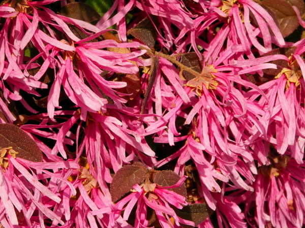 粉紅長長花瓣花