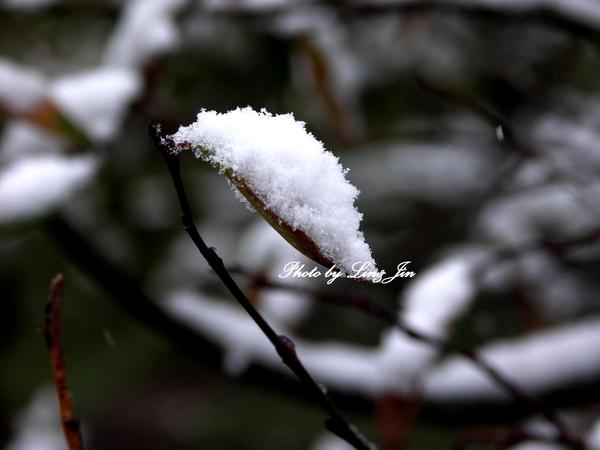 雪