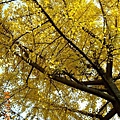蘇州道前街的銀杏樹