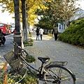 蘇州道前街銀杏樹