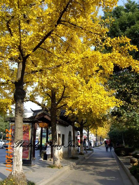 蘇州道前街銀杏樹