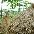 稻草與絲瓜