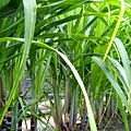期待長大的甘蔗