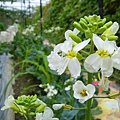 純白的芥藍菜花