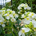 純白的芥藍菜花