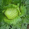 青翠的高麗菜