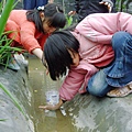 小精靈們正在努力的抓蝌蚪