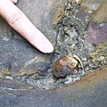 台東小野柳神秘岩石洞穴發現化石5.jpg
