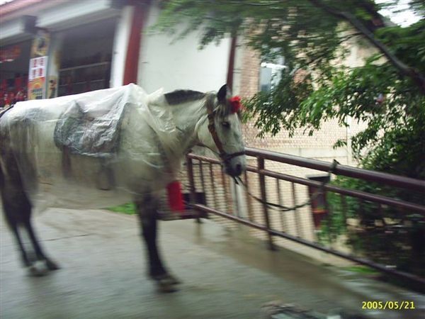 麥積山石窟下雨穿雨衣的馬27.JPG