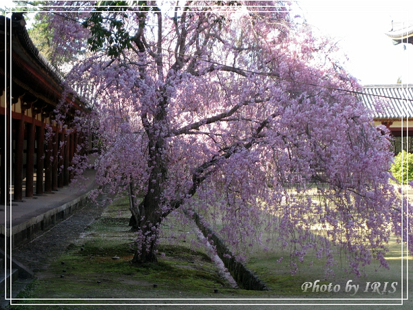 奈良古寺與梅花鹿2010_0408_145549.jpg