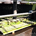 奈良古寺與梅花鹿2010_0408_150455.jpg