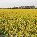 望亭油菜花0025.jpg